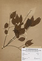 藏品(榔榆)的圖片